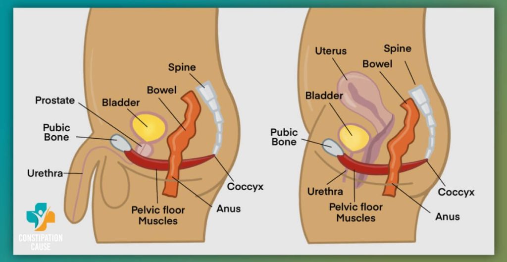 How Does Constipation Impact Blood Flow to the Pelvic Region