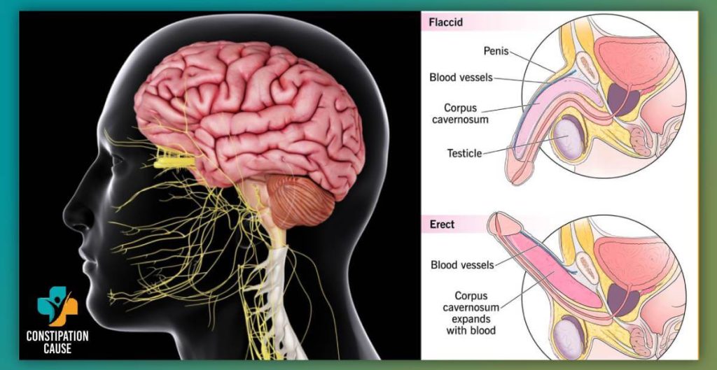 The Nervous System and Erectile Dysfunction: